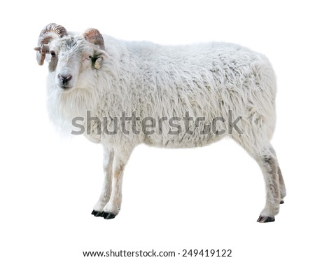  Sheep with thick hair and twisted horns looks in the picture. Isolated over white background