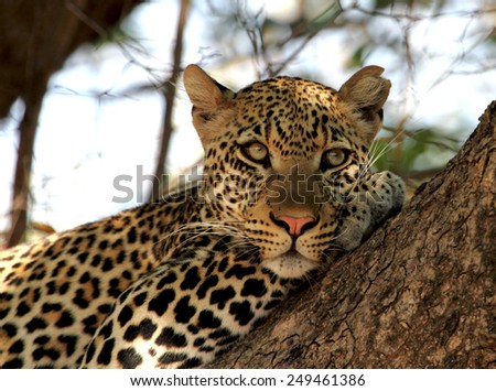 Leopard in a tree. Intended for illustration in wildlife magazine/research paper, book. As with most wildlife photography the main focus is on the eye....