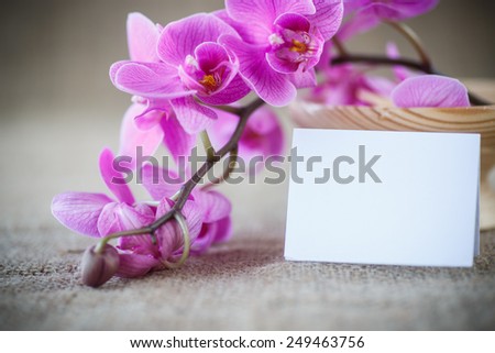 Beautiful purple phalaenopsis flowers on the table