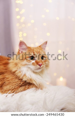 Lovable red cat on lights background
