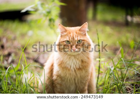 Beautiful red cat on the grass