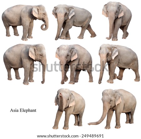 female asia elephant isolated on white background collection