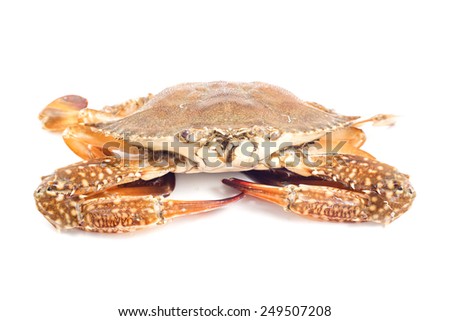 Blue sea crab isolated on the white background