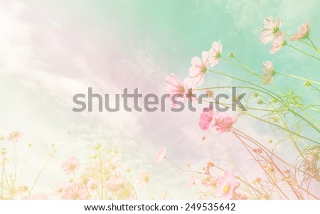 Purple, pink, red, cosmos flowers in the garden with sky clouds soft blur background in pastel retro vintage style. Royalty-Free Stock Photo #249535642