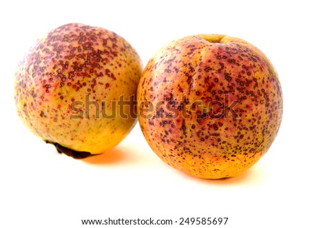 Two ripe guava fruits