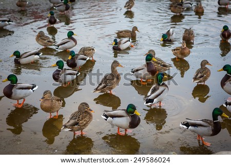 Herd of mallard ducks on water