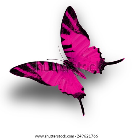 Pink butterfly upper wing profile flying up