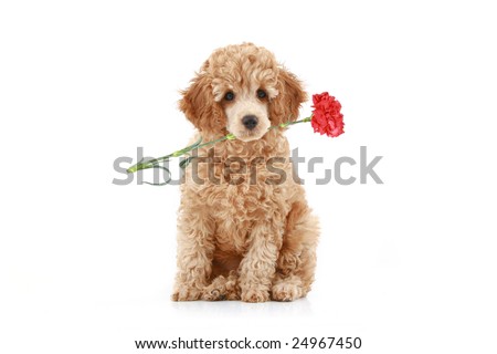 Apricot poodle puppy with red carnation. Isolated on white background Royalty-Free Stock Photo #24967450