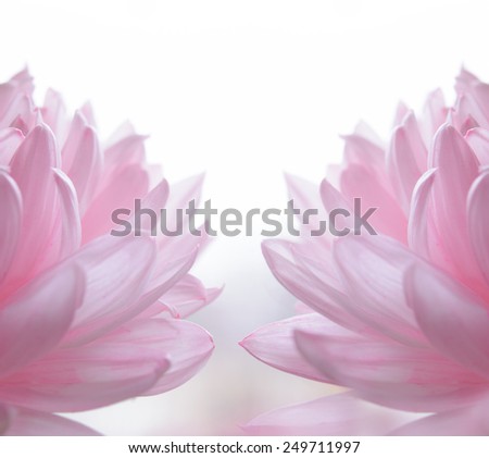 Close Up Image of the Beautiful Pink Chrysanthemum Flowers. Floral Background