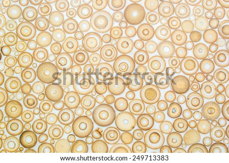 Exotic texture pattern of bamboo cross section filled with hardening enamel 