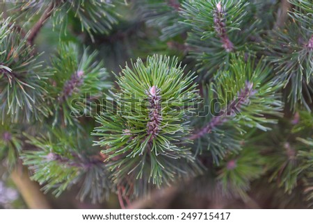 pine branch in close up