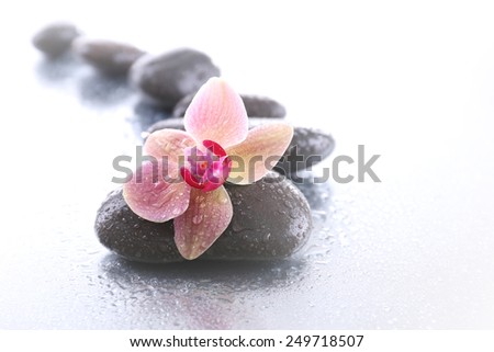 Beautiful blooming orchid  with spa stones on light background