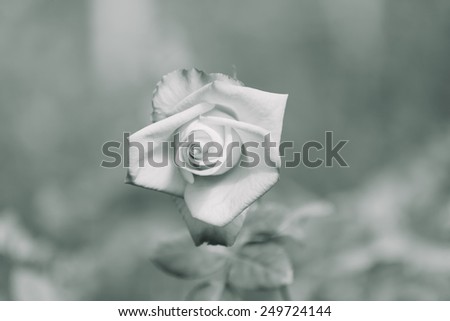 Beautiful rose in a garden