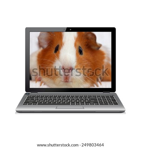 Laptop computer with guinea pig on screen