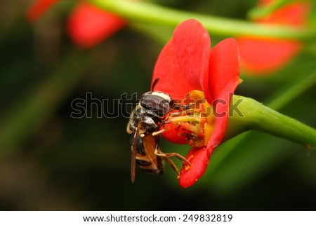 A bee with red flower.