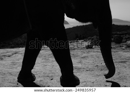 elephant trekking black and white
