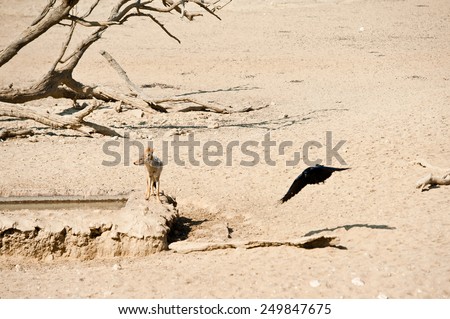 Jackal, Kalahari Desert, Botswana, Africa
