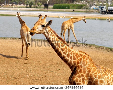 Photo of a large giraffe in the park sunny day 