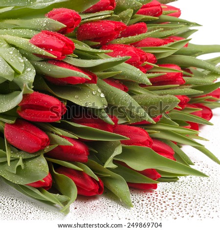 Isolated bunch of red tulips with water drops on a white background 