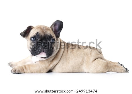 Cute little French bulldog puppy lying on white background and looks up to something 