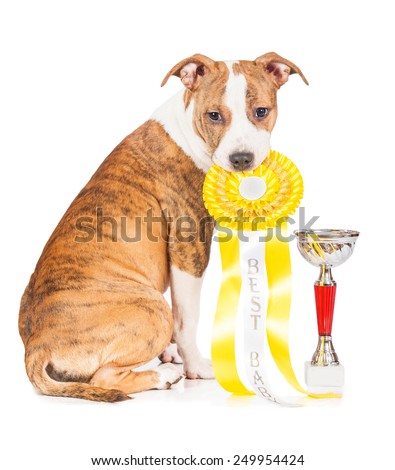 American staffordshire terrier puppy with winner ribbon and cup