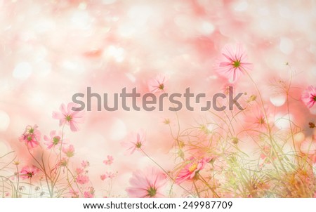 Abatract. Sweet color cosmos flowers in bokeh texture soft blur for background with pastel vintage retro style. Royalty-Free Stock Photo #249987709
