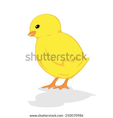 Little chicken isolated on white background, illustration