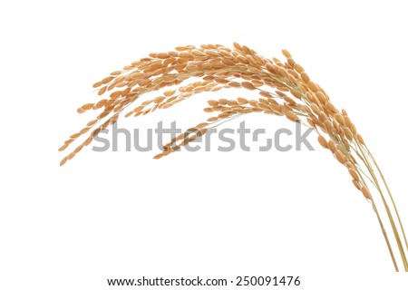 Ears of rice isolated on white background  Royalty-Free Stock Photo #250091476