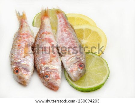 Fresh red mullet on white background