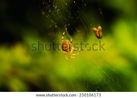 Predatory spider weaves a web.