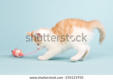 Red kitten playing with a pink toy mouse