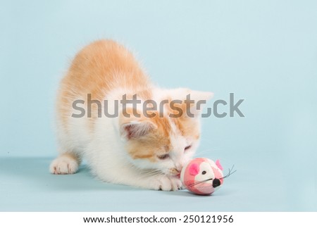 Beautiful red kitten playing with a pink toy mouse on a blue background