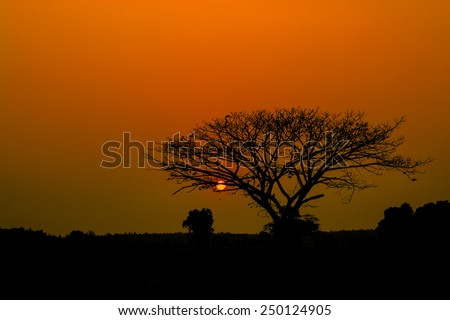Landscape of sunset and a silhouette of tree.