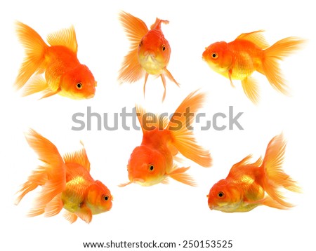 Goldfish Isolated on White Background