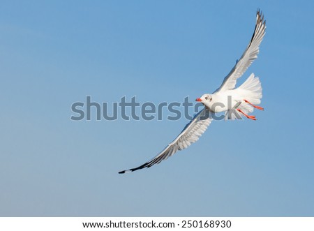 Seagull bird flying in the blue sky, Freedom concept Royalty-Free Stock Photo #250168930