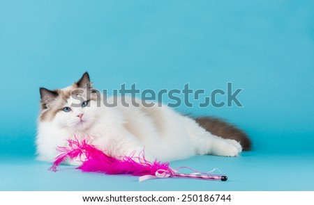 Rag doll cat lying down with pink toy