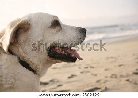 labrador dog in the beach