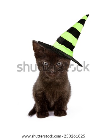 A cute black kitten wearing a green and black Halloween witch hat