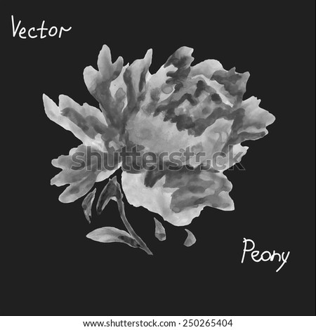 Vector peony flower hand painted in monochrome colors