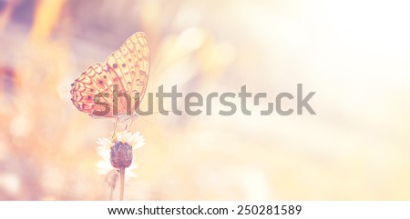 butterfly on flowers in the garden with vintage color tone 