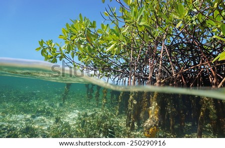Mangrove trees roots, Rhizophora mangle, above and below the water in the Caribbean sea, Panama, Central America Royalty-Free Stock Photo #250290916