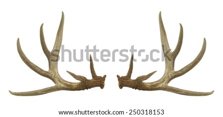 Two Deer Antlers Isolated on a White Background. Royalty-Free Stock Photo #250318153