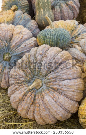 Pumpkins at market