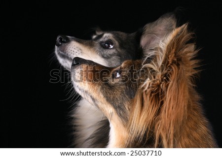 Two dogs looking attentively in the same direction over black background