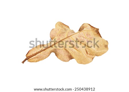  dry leaf isolated on white background.