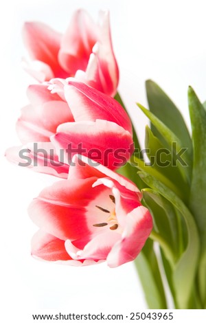 Image of garden tulips with open buds isolated on white background