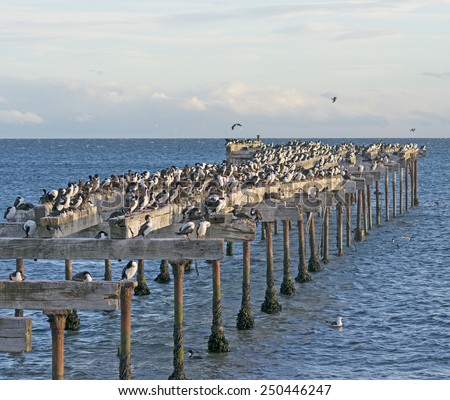 Abandoned Pier Inhabited by Cormorants on the Punta Arenas Waterfront Royalty-Free Stock Photo #250446247