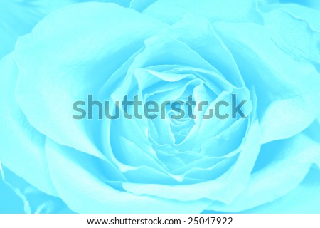 Rose blue background