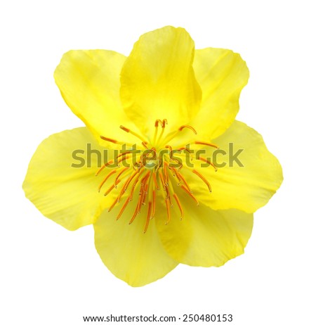A real fresh ochna integerrima  flower for New Lunar Year in Vietnam isolated on white