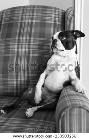 Boston Terrier Puppy In Armchair in Black and White